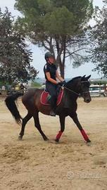 Cavallo PRE