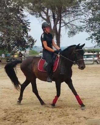 Cavallo PRE