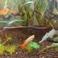 Pesci acquario Guppy