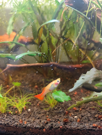 Pesci acquario Guppy