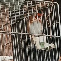 Cardellina mayor 2025