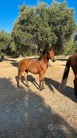 Puledra anglo araba