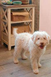 Disponibili cuccioli di lagotto romagnolo