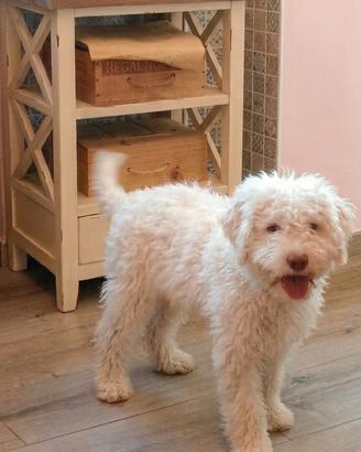 Disponibili cuccioli di lagotto romagnolo