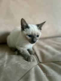 Cucciole di Gatto Siamese femmine -Trieste
