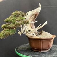 Bonsai di SHIMPAKU ITOIGAWA YAMADORY