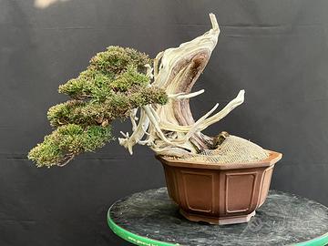 Bonsai di SHIMPAKU ITOIGAWA YAMADORY