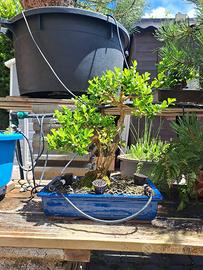 🌿 Bonsai di Bosso 🌿