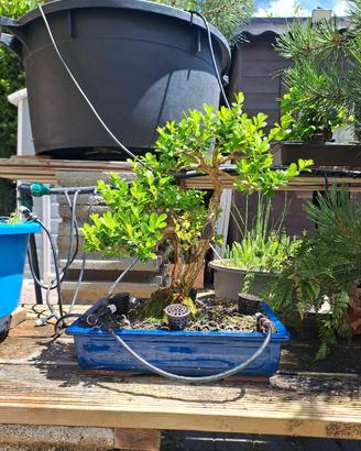 🌿 Bonsai di Bosso 🌿