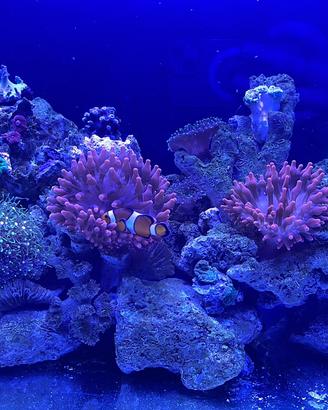 Plafoniera AQUAMEDIC AQUARIUS 60