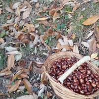 Marroni 