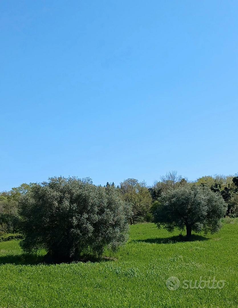 TERRENO AGRICOLO A 3 KM DA MACERATA - 1,2 ettari - Vista 3