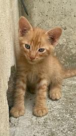 5 cuccioli gattini