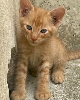 5 cuccioli gattini