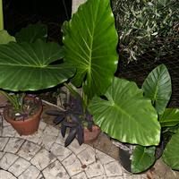 Piante di alocasia orecchie di elefante