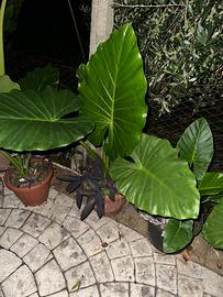Piante di alocasia orecchie di elefante