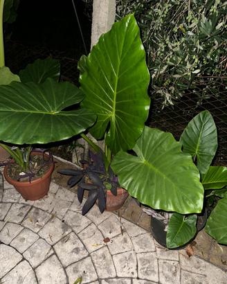 Piante di alocasia orecchie di elefante