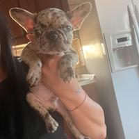 Animali