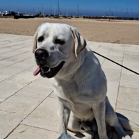 Fidanzata per il mio cucciolo