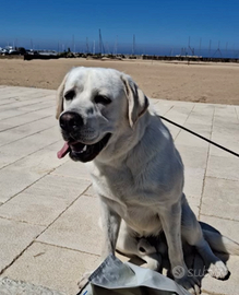 Fidanzata per il mio cucciolo