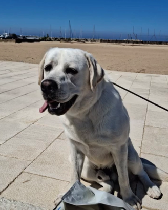 Fidanzata per il mio cucciolo