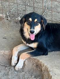 Cucciolo di 1 in adozione