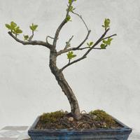 piccolo bonsai