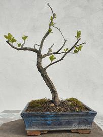 piccolo bonsai