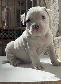 American bully