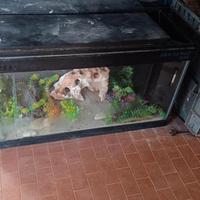ACQUARIO