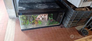 ACQUARIO