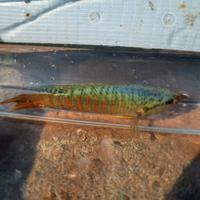 Macropodus opercularis - Pesce del Paradiso