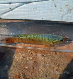 Macropodus opercularis - Pesce del Paradiso