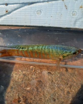 Macropodus opercularis - Pesce del Paradiso