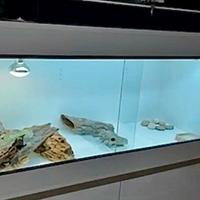 Pogona maschio 4anni+Teca Professionale GEKOS+Kit