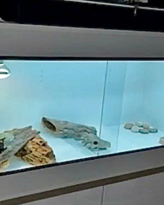 Pogona maschio 4anni+Teca Professionale GEKOS+Kit