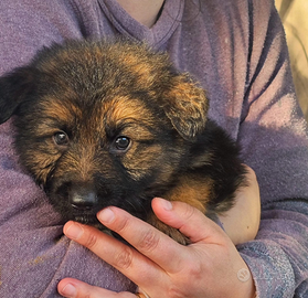 Cucciole pastore tedesco