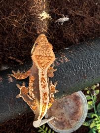 Baby Cliatus