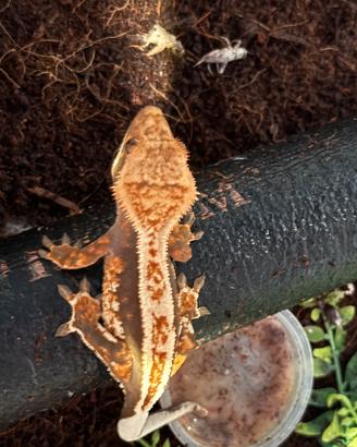 Baby Cliatus