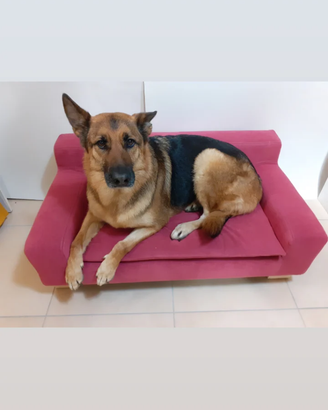 Cuccia brandina divanetto