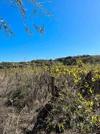 Terreno agricolo con vigna e magazzino