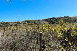 Terreno agricolo con vigna e magazzino