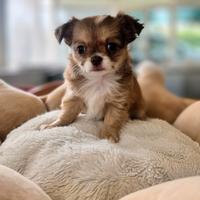 Chihuahua disponibile