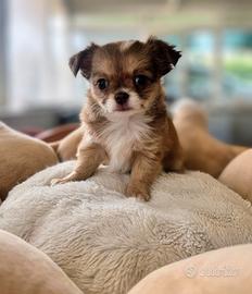 Chihuahua disponibile