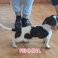 BASSOTTI PIEBALD taglia nana