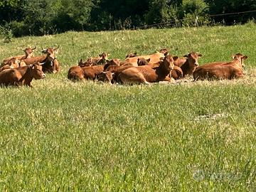 Torelli /Manze ; Limousine BIO