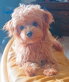 Maltipoo minitoy femmina di un anno