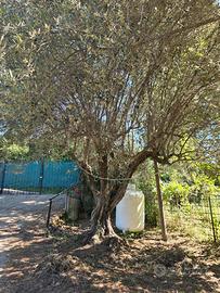 Albero di ulivo