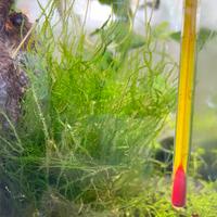 Flame moss/ Muschio Taxiphyllum flame