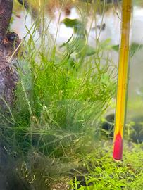 Flame moss/ Muschio Taxiphyllum flame